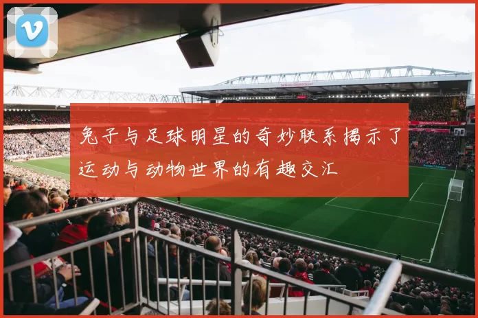 兔子与足球明星的奇妙联系揭示了运动与动物世界的有趣交汇