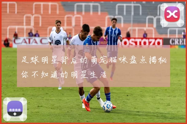 足球明星背后的萌宠猫咪盘点揭秘你不知道的明星生活